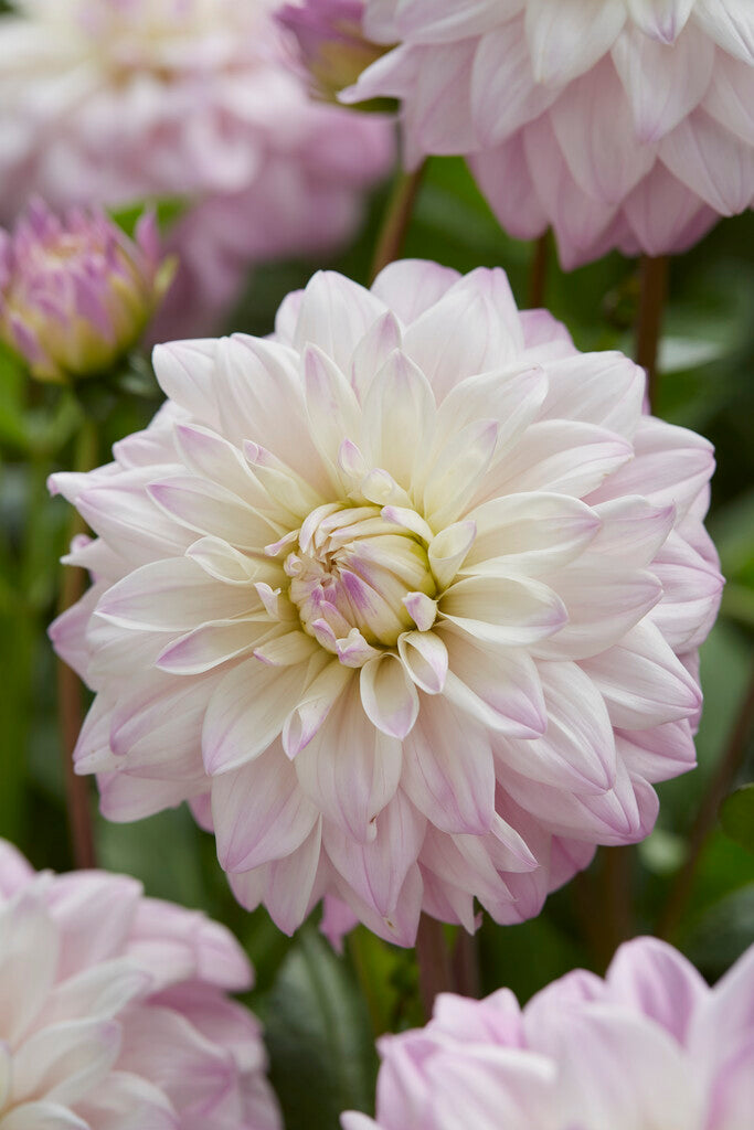 Dahlia Dekorativ Who Me 1-pack